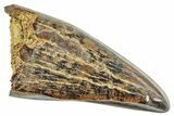 Juvenile Tyrannosaur Premax Tooth - Montana #245868-1